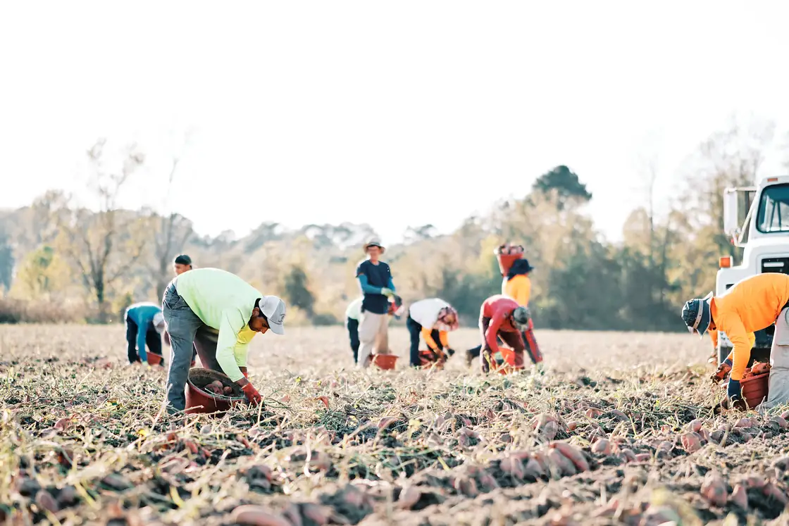Crew hand-harvesting sweetpotatoes in a Johnston County field.