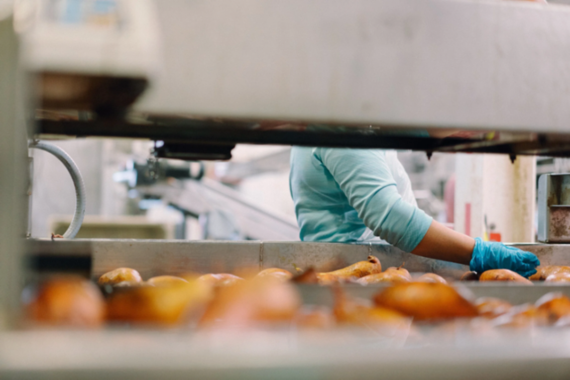 A gloved worker hand-sorts sweetpotatoes on the packing line inside the Kornegay facility.